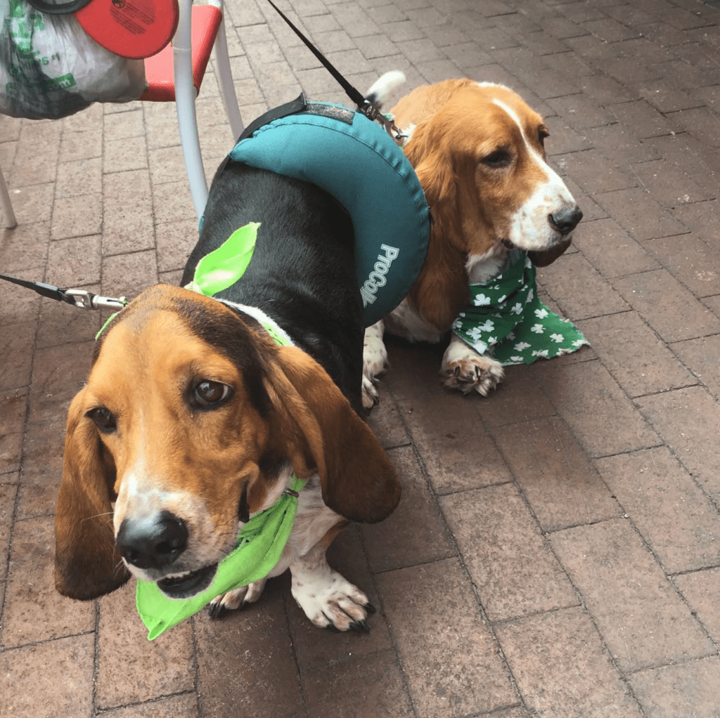 players retreat dogs