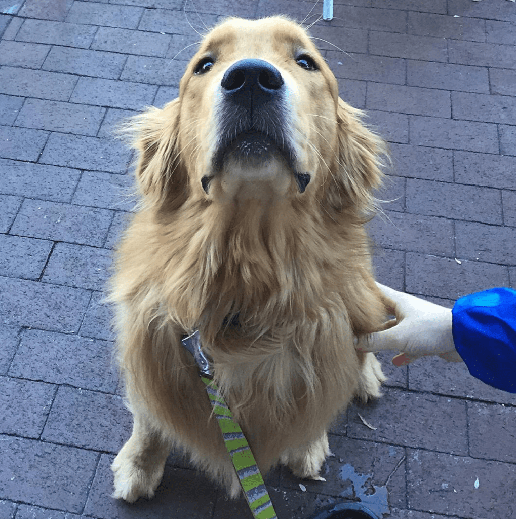 players retreat golden