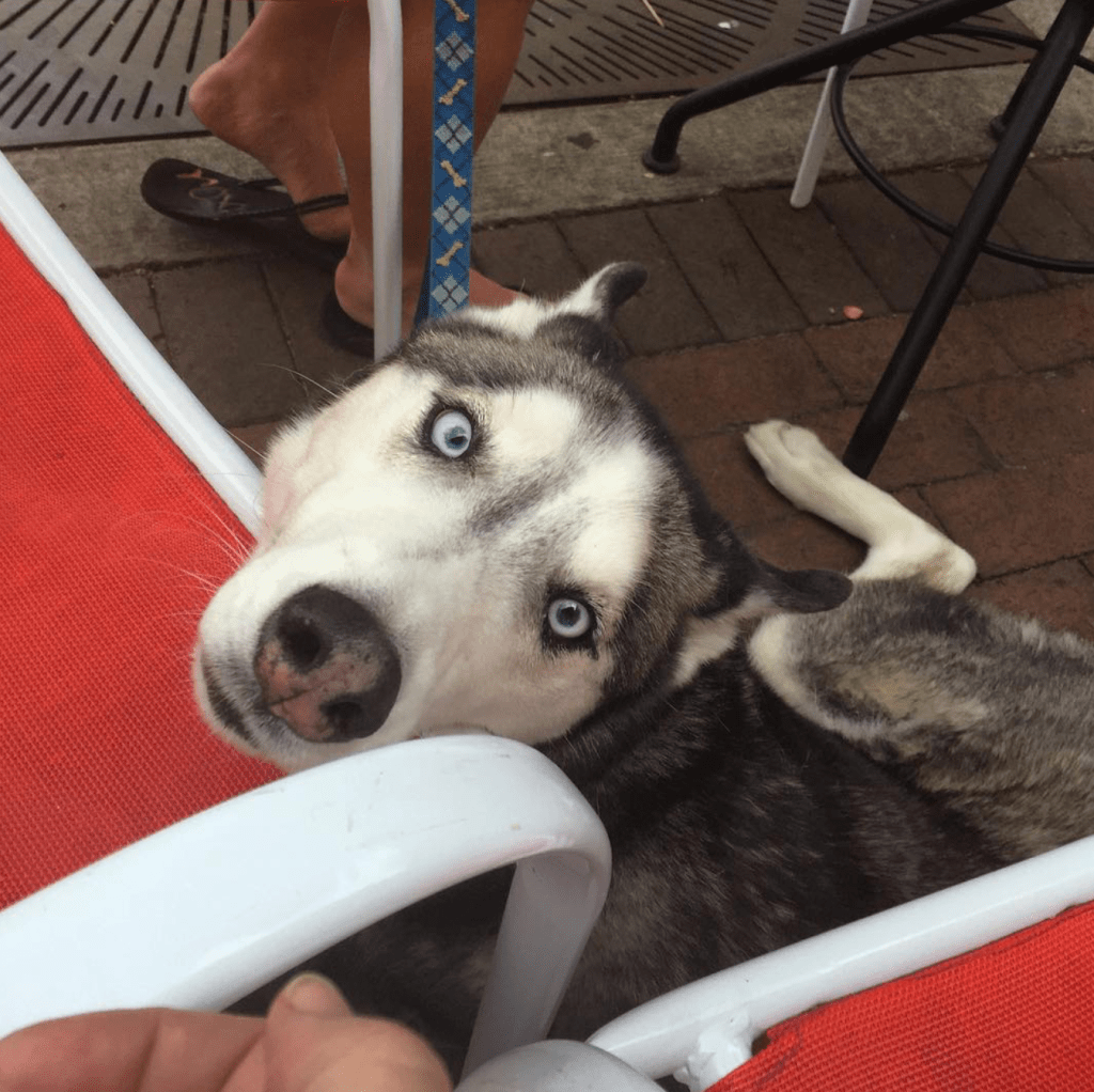 players retreat husky