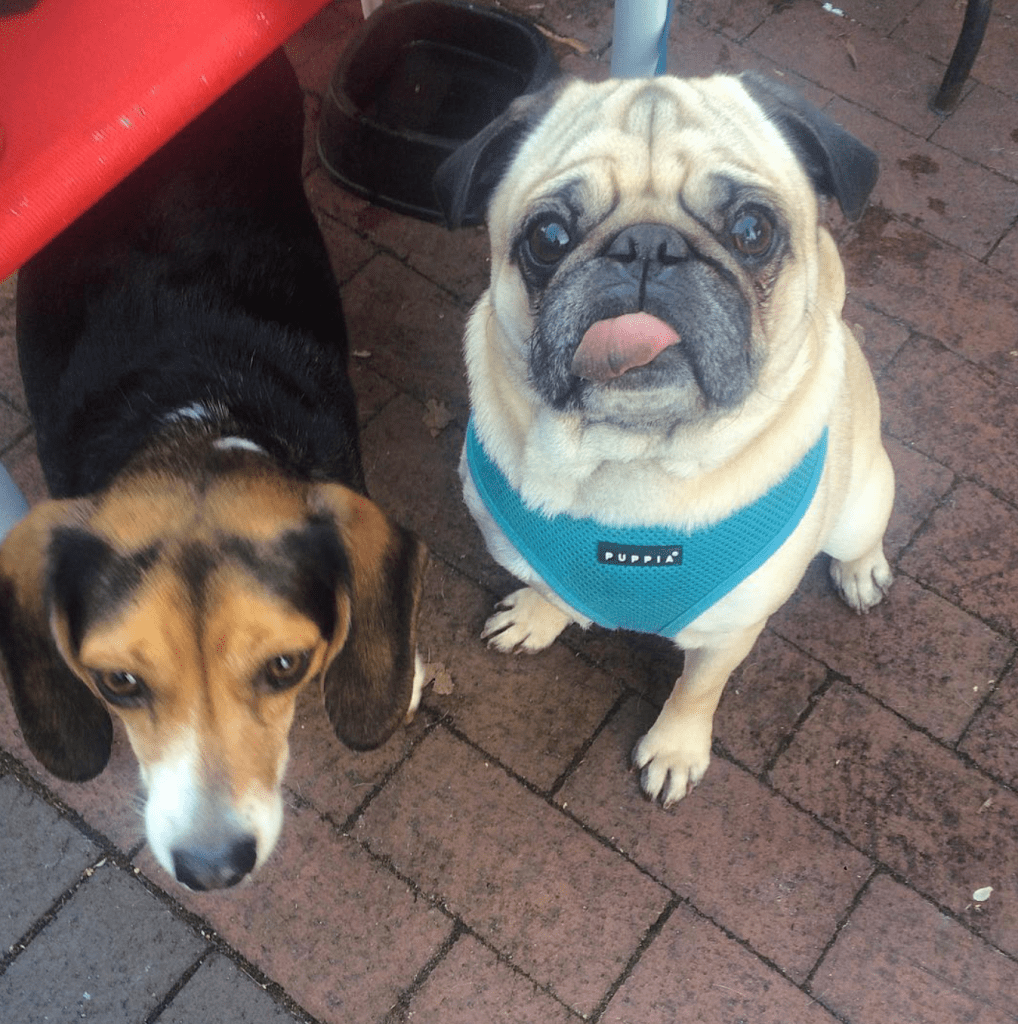 players retreat pug